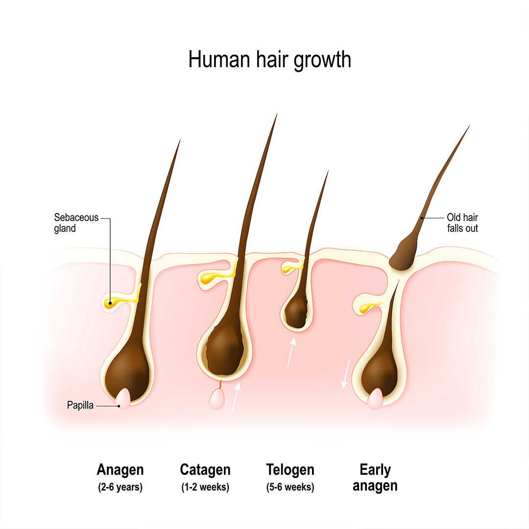 hair growth cycle